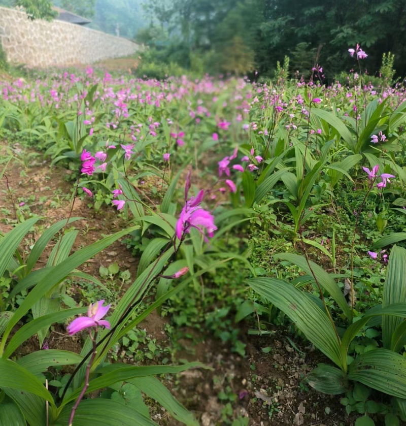 白芨苗