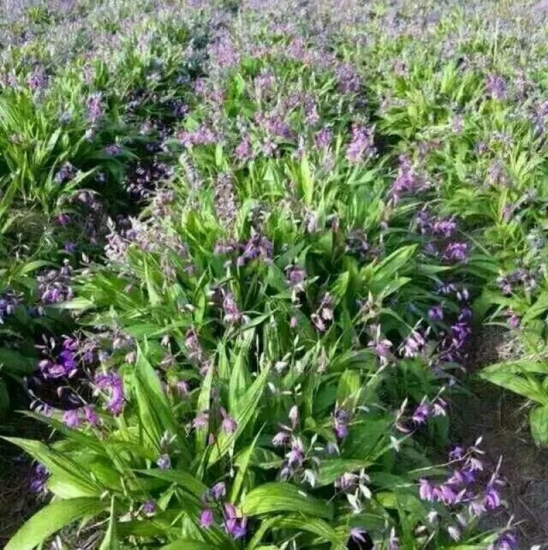 白芨苗