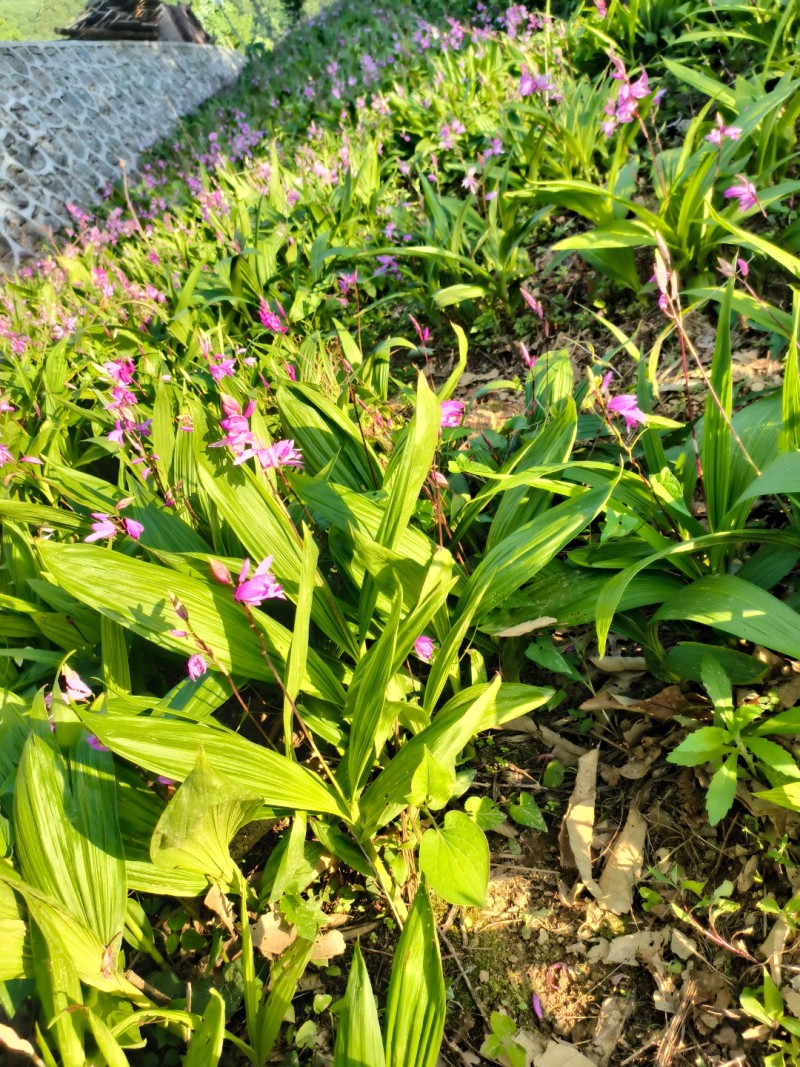 白芨苗