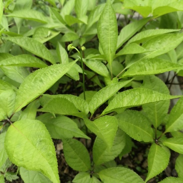 白芨苗