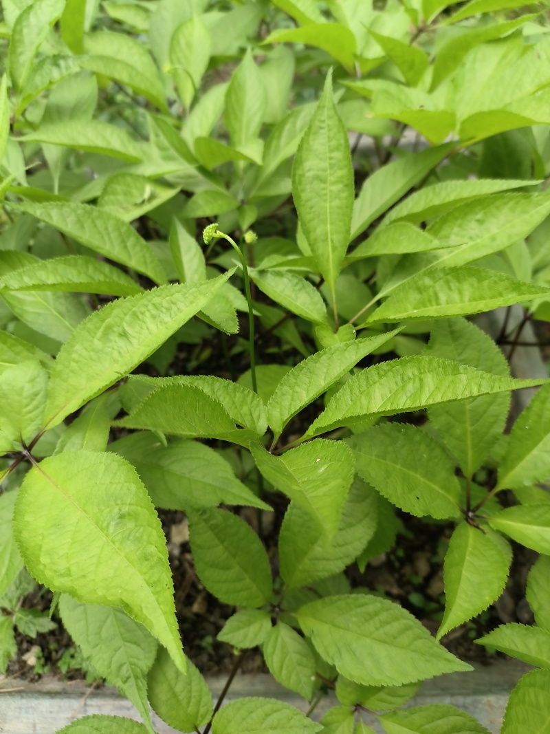 白芨苗
