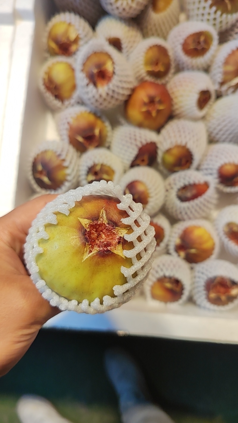大号无花果