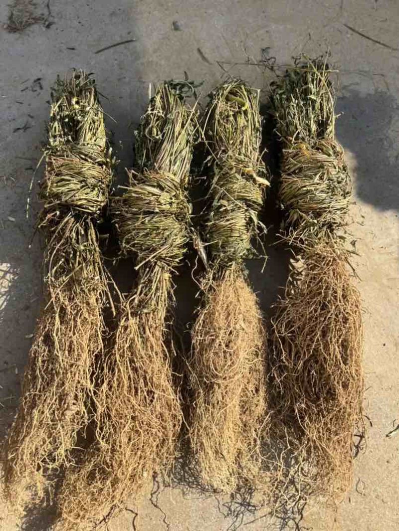 徐长卿中药材，廖刁竹，逍遥竹，了刁竹货真价实