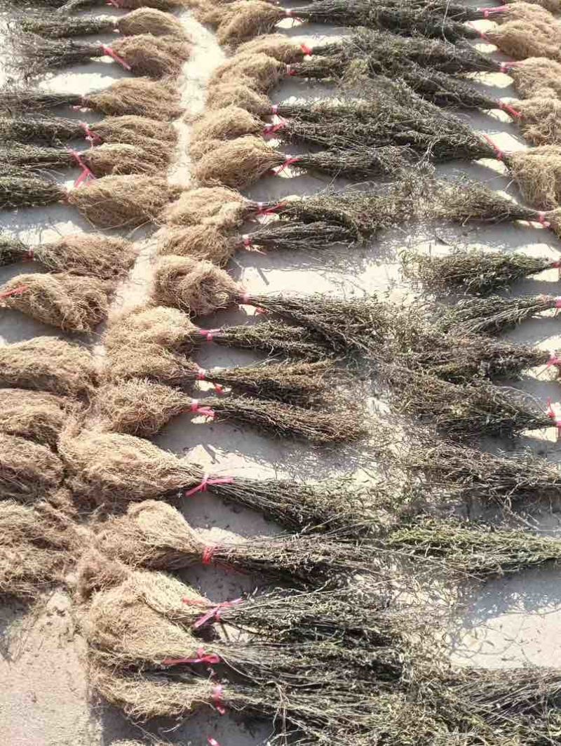 徐长卿中药材，廖刁竹，逍遥竹，了刁竹货真价实