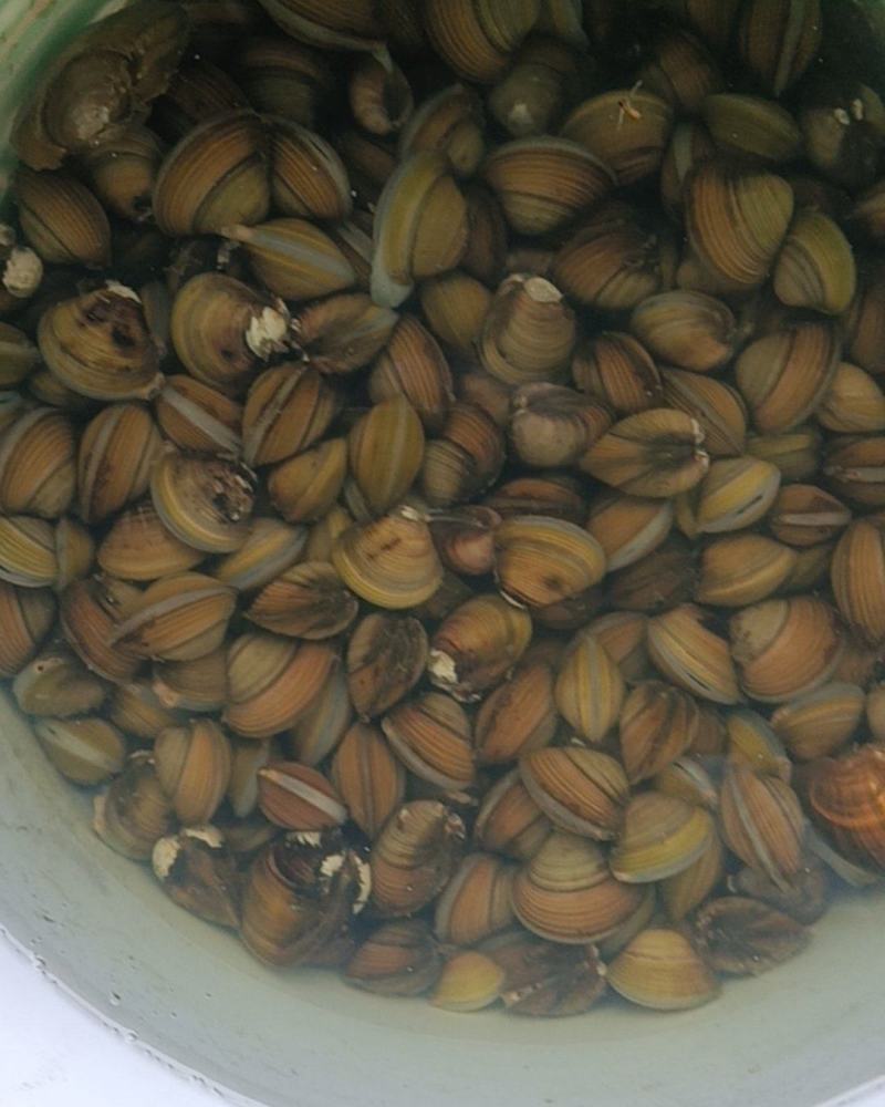 曹娥红淡水黄蚬
