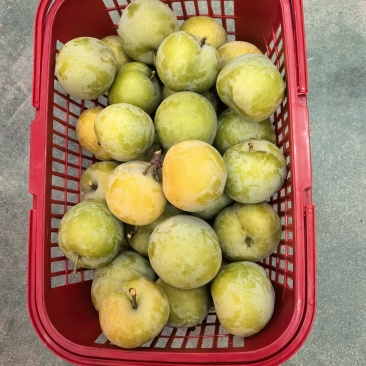 蜂蜂糖李