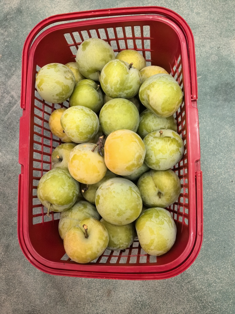 蜂蜂糖李