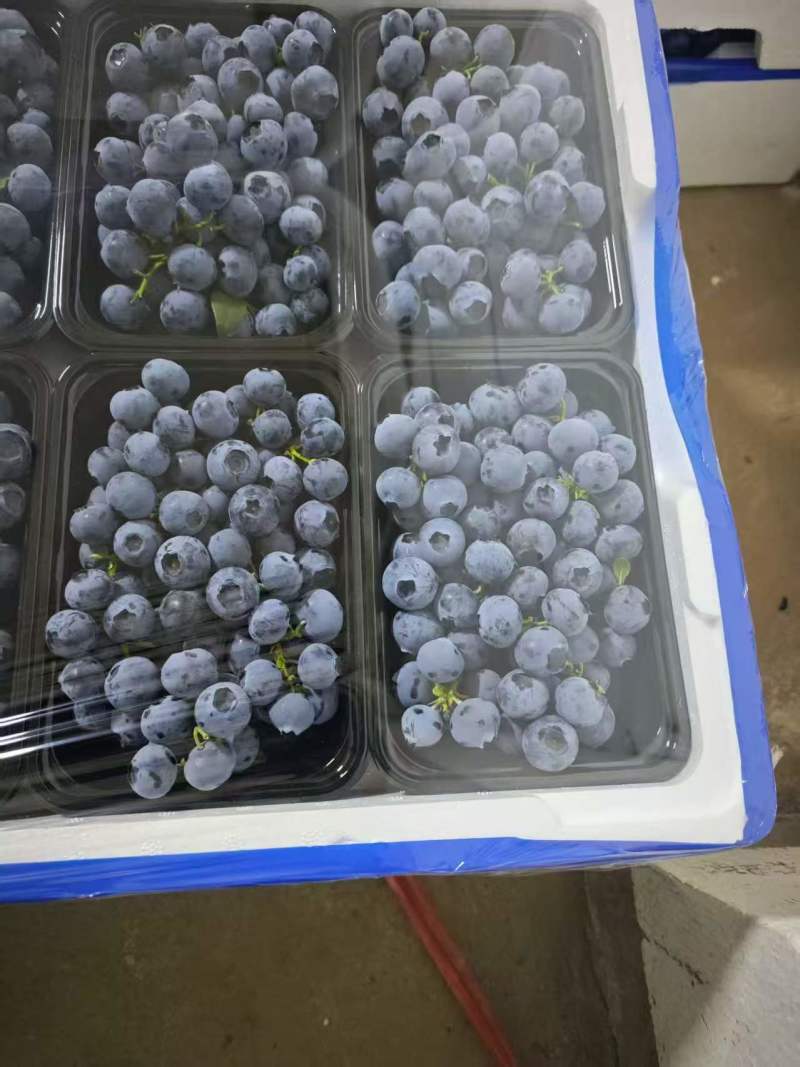 蓝莓