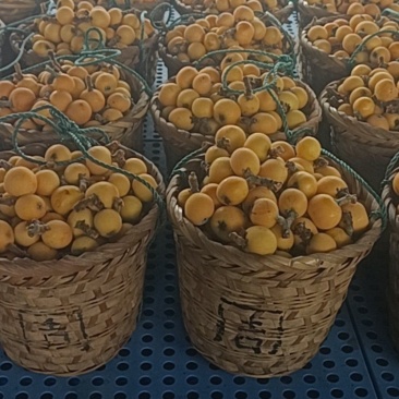 苏州东山白玉枇杷（5月29号结束）
