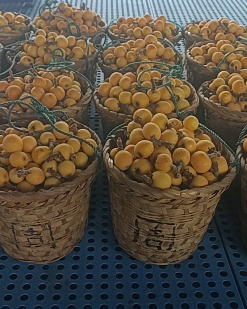 苏州东山白玉枇杷（5月29号结束）