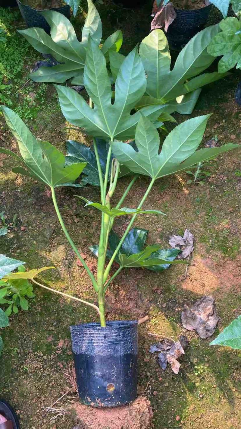 八角金盘观赏绿化苗木