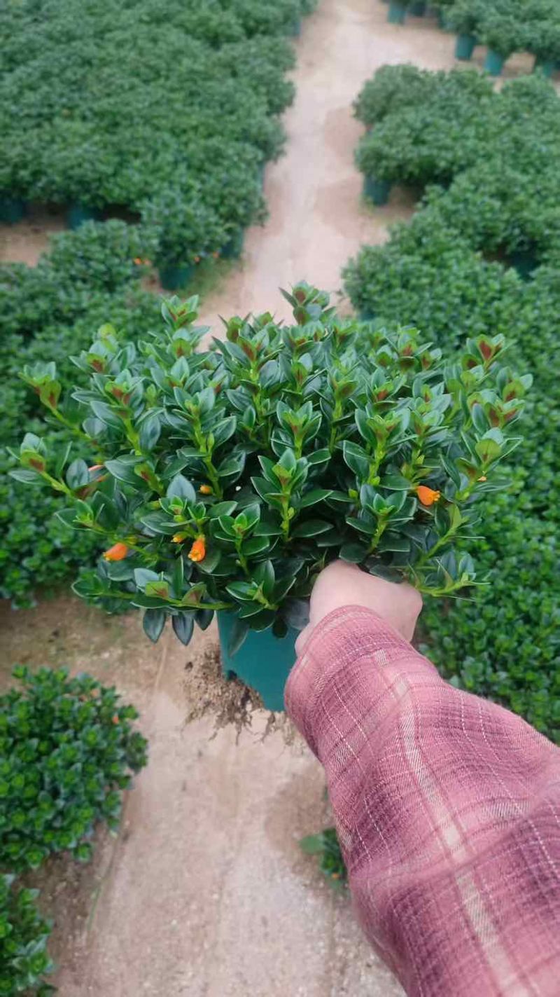 金鱼花满树花苞含花待放