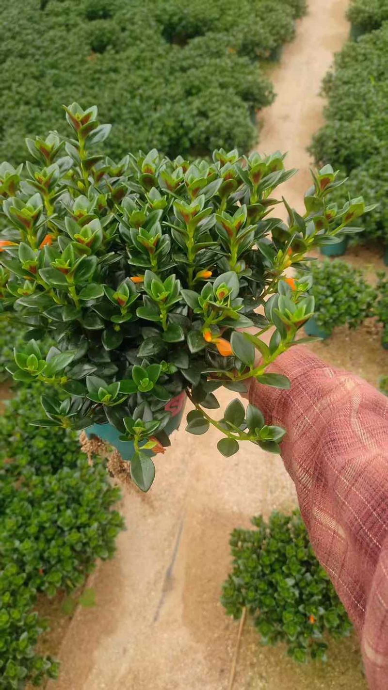 金鱼花满树花苞含花待放