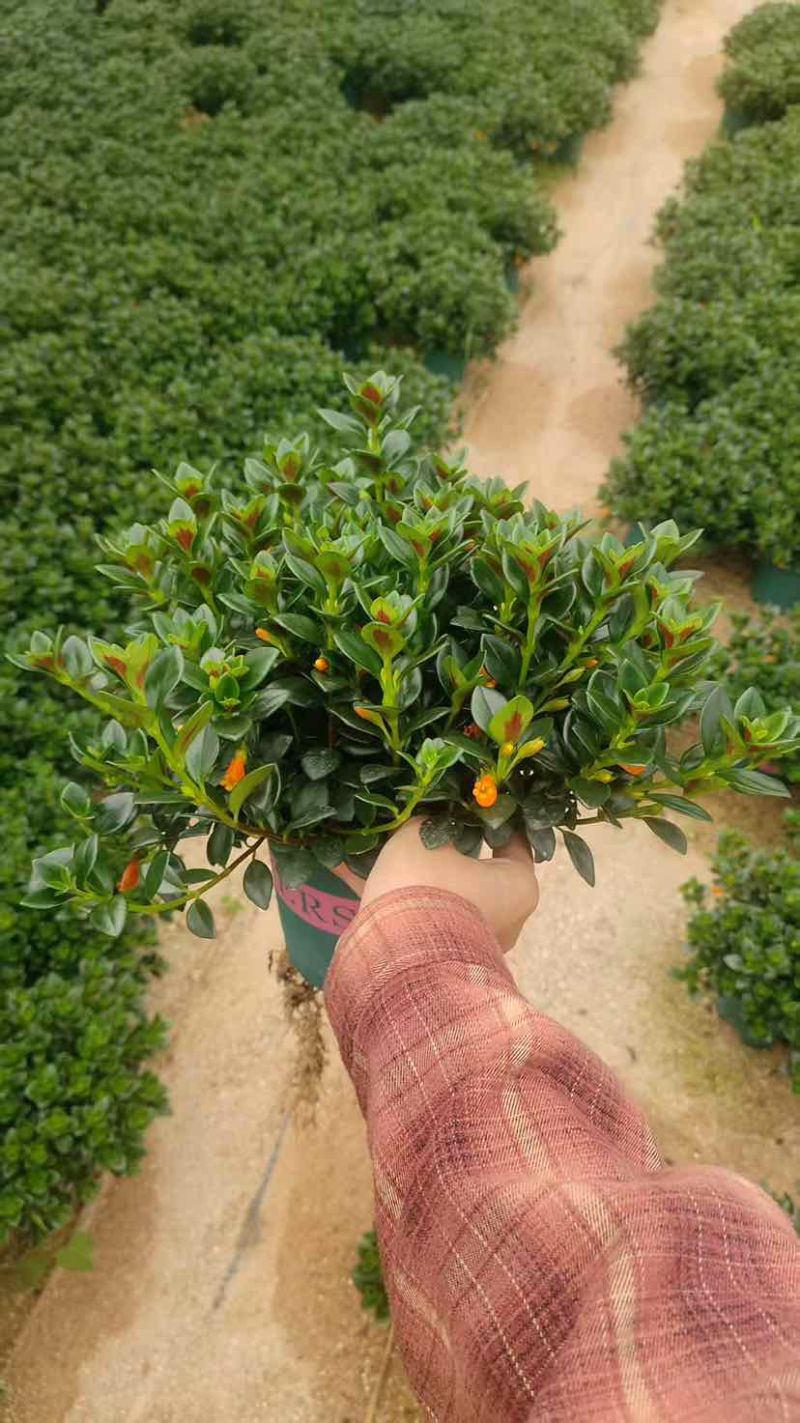 金鱼花满树花苞含花待放