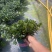 金鱼花满树花苞含花待放
