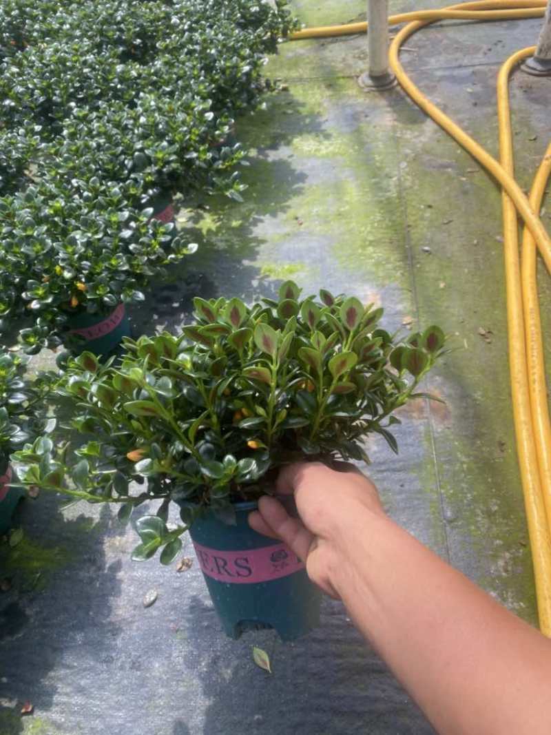 金鱼花满树花苞含花待放