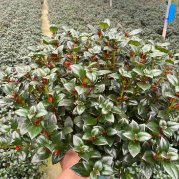 金鱼花满树花苞含花待放