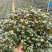 金鱼花满树花苞含花待放