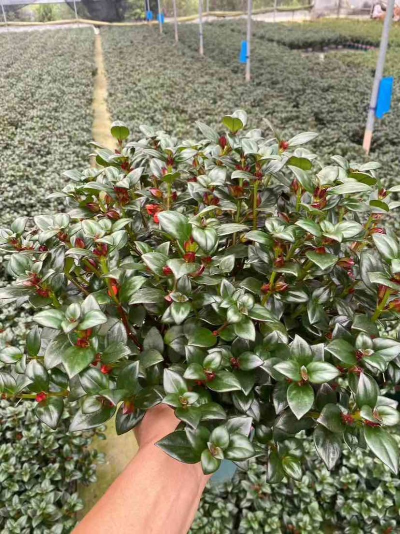 金鱼花满树花苞含花待放