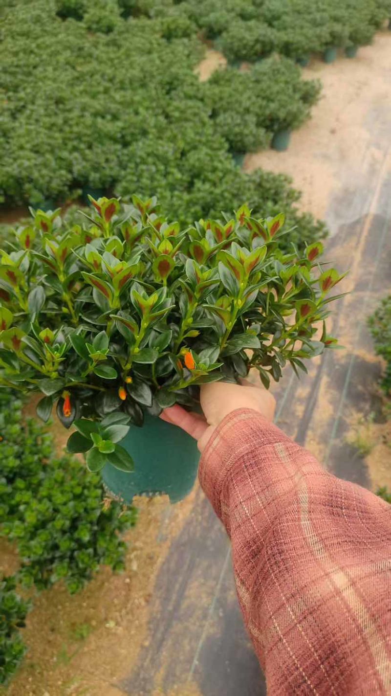 金鱼花满树花苞含花待放