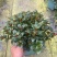 金鱼花满树花苞含花待放
