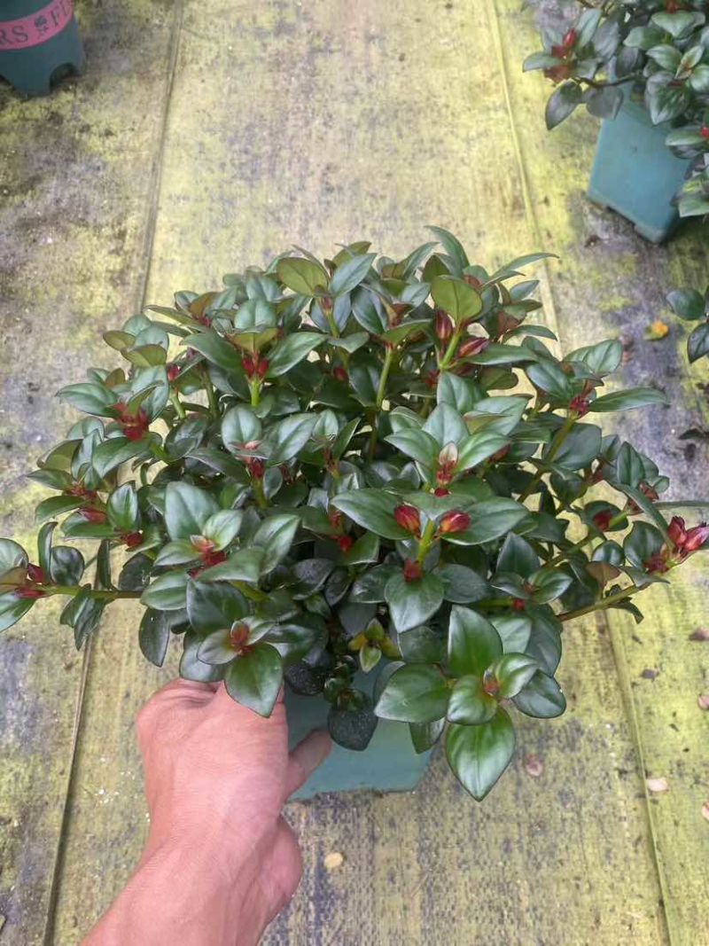 金鱼花满树花苞含花待放