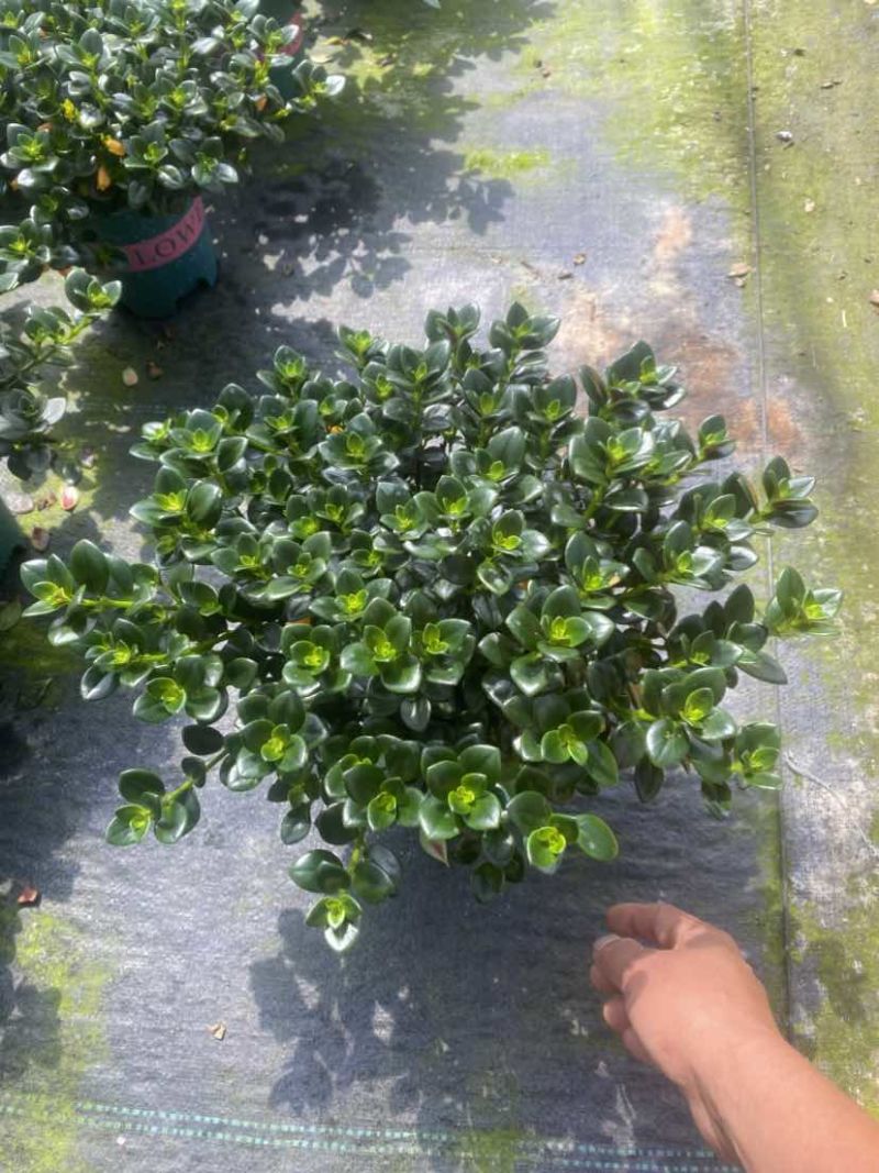 金鱼花满树花苞含花待放
