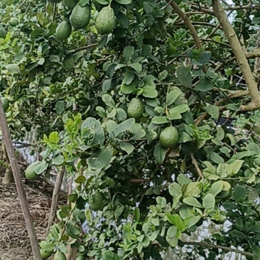 柠檬