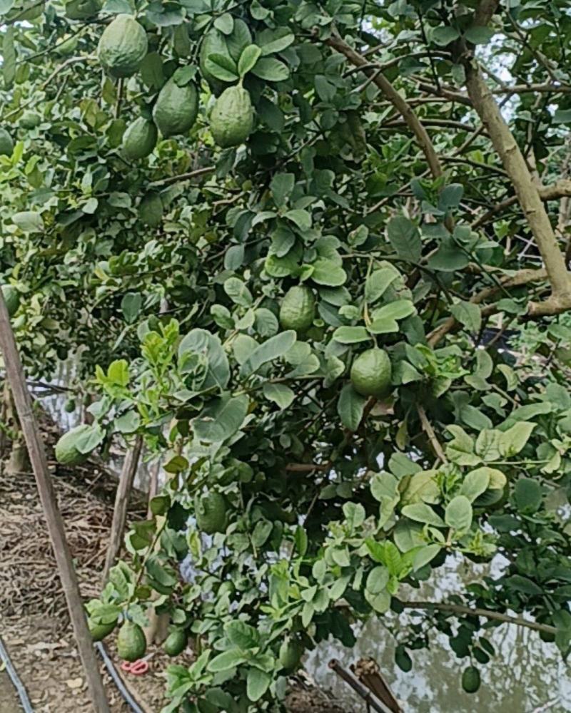 柠檬