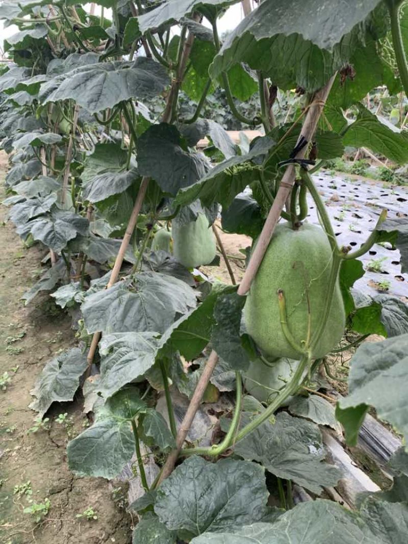 金堂本地冬瓜