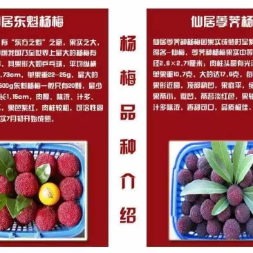 仙居杨梅