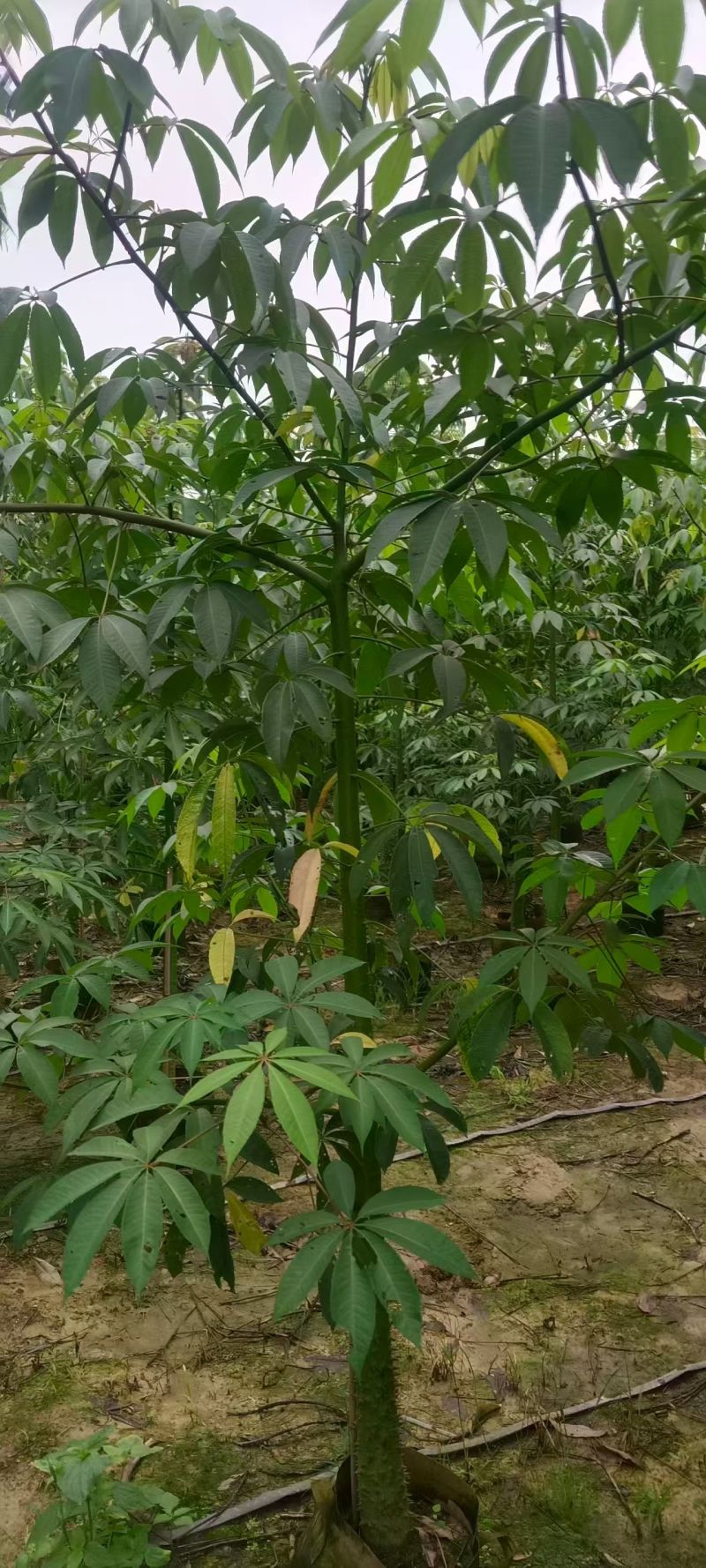 美丽木棉3～5分，大小规格都有。