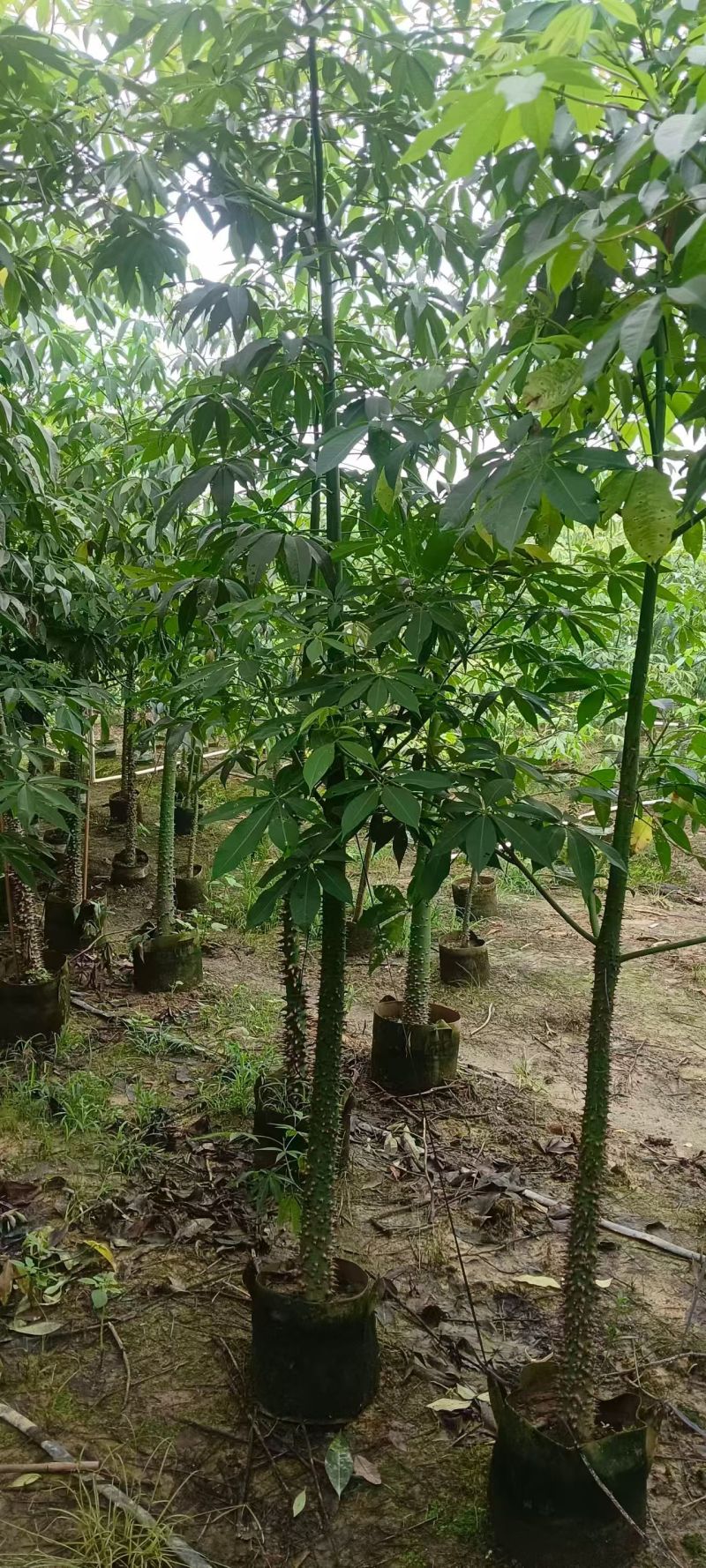 美丽木棉3～5分，大小规格都有。