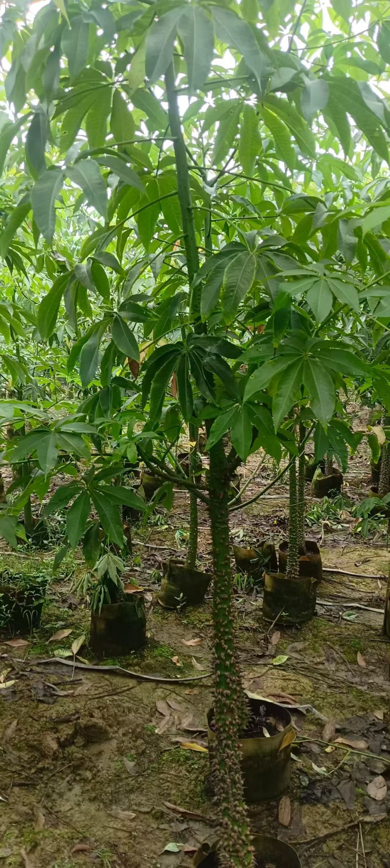 美丽木棉3～5分，大小规格都有。