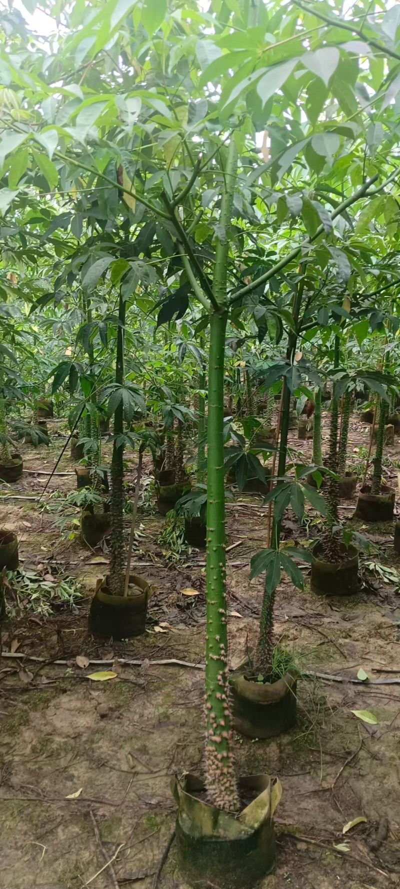 美丽木棉3～5分，大小规格都有。