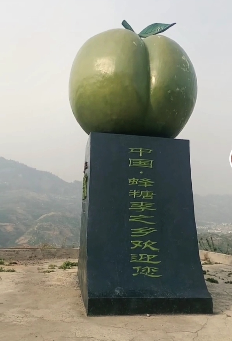 贵州六马蜂糖李