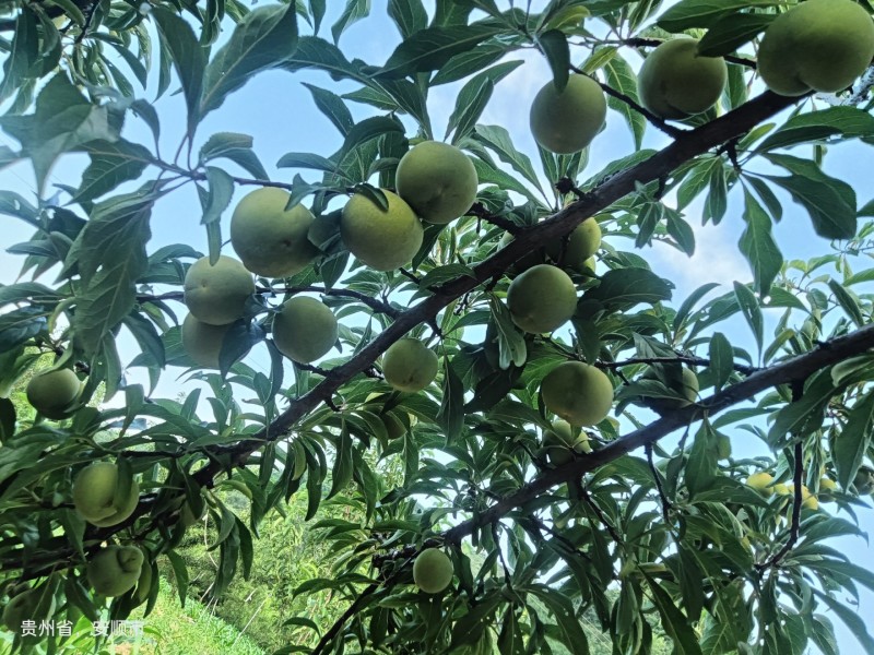 贵州六马蜂糖李
