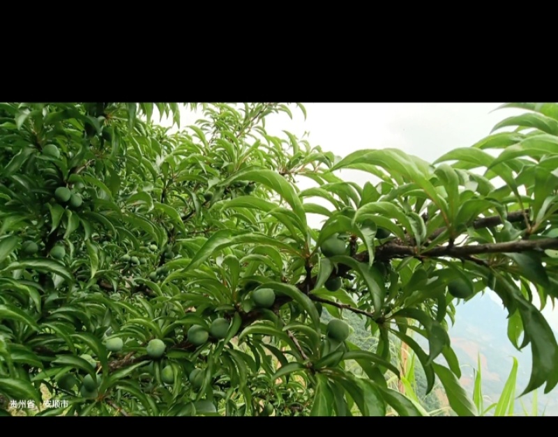 贵州六马蜂糖李