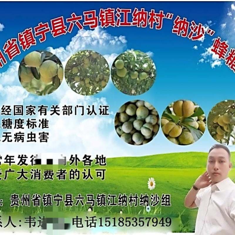 贵州六马蜂糖李