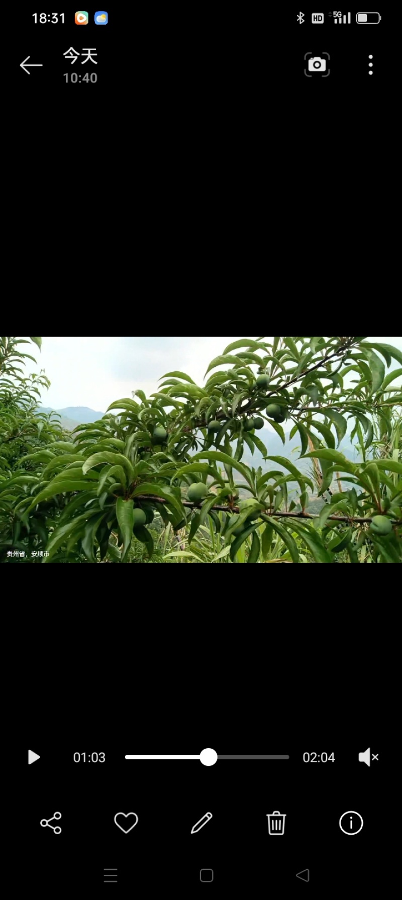 贵州六马蜂糖李