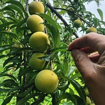 贵州六马蜂糖李
