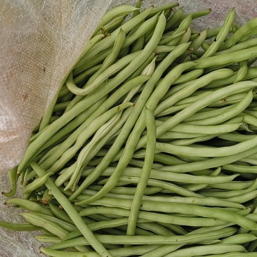 吊瓜，长豆，珍珠豆，粉豆