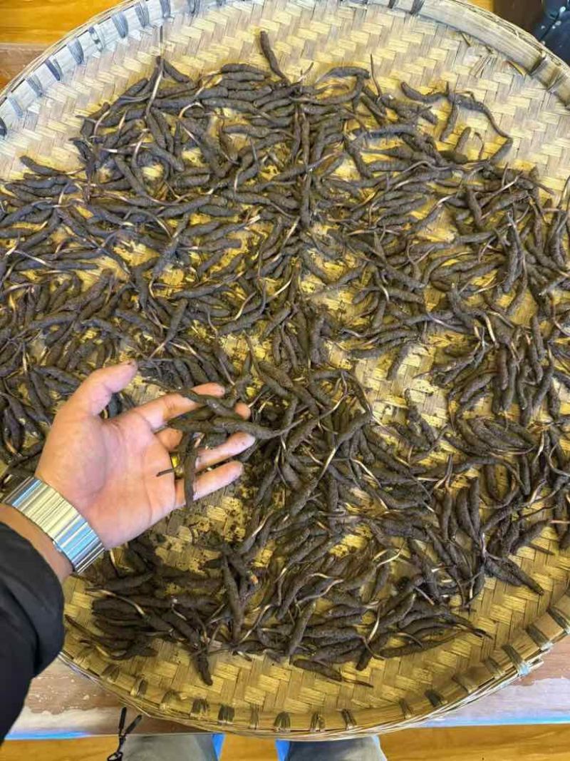******虫草原产地精选长期供货中