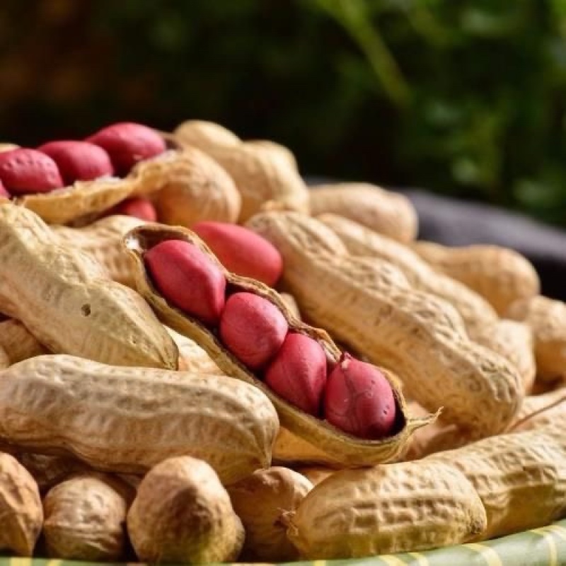 山东扶余四粒红花生种子大田用种多粒型花生种籽食用鲜食油用原装