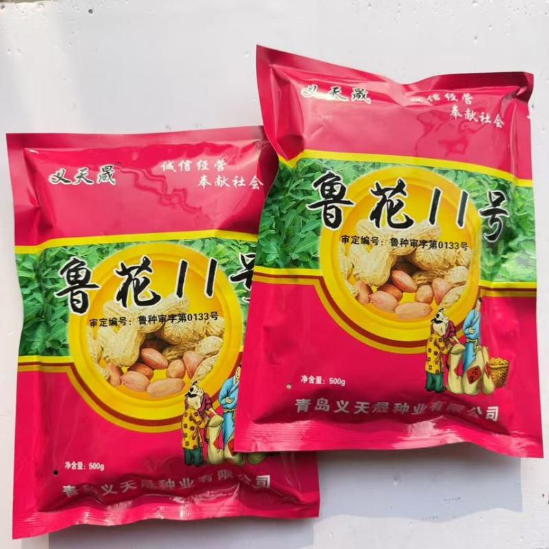 义天晟鲁花11花生种子优质早熟高产耐旱抗病抗倒伏农家春夏优