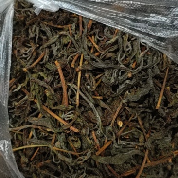 农村自家的老鹰茶