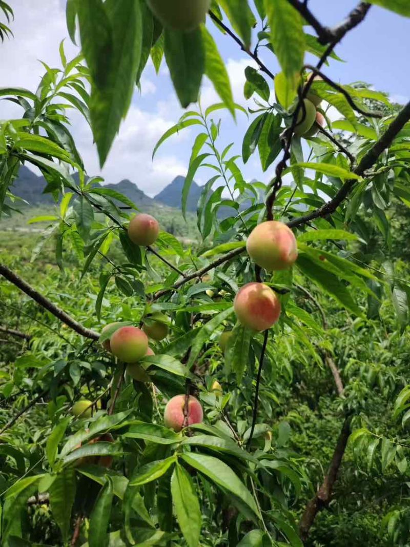 贵州毛桃，血丝桃、口感脆甜
