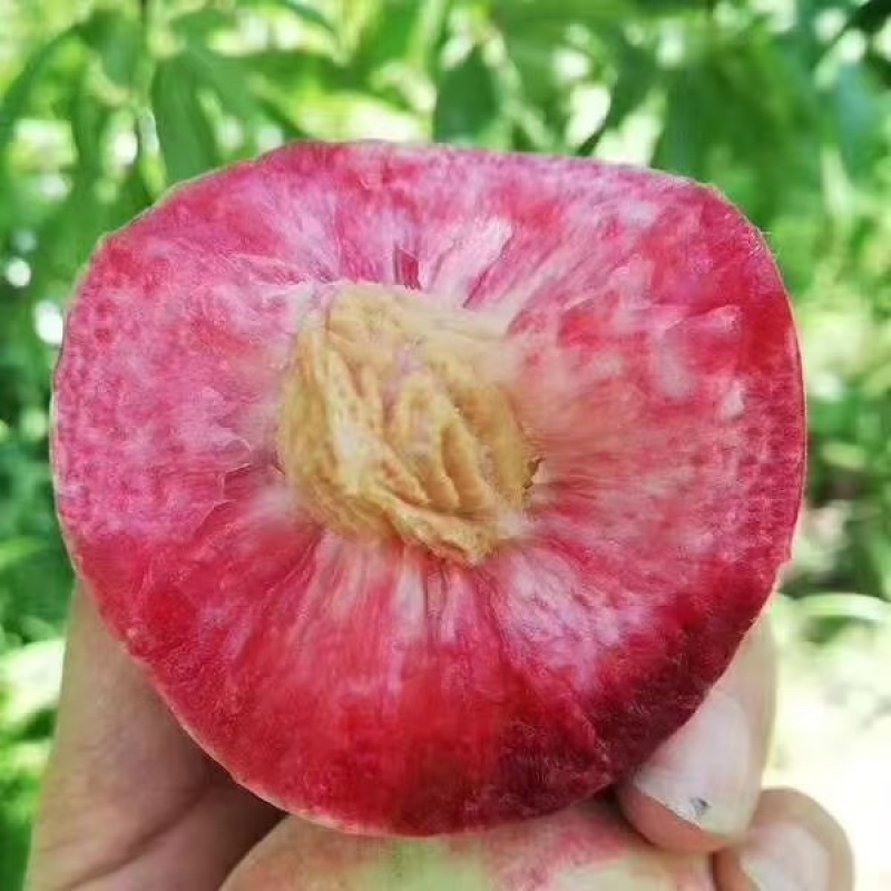贵州毛桃，血丝桃、口感脆甜