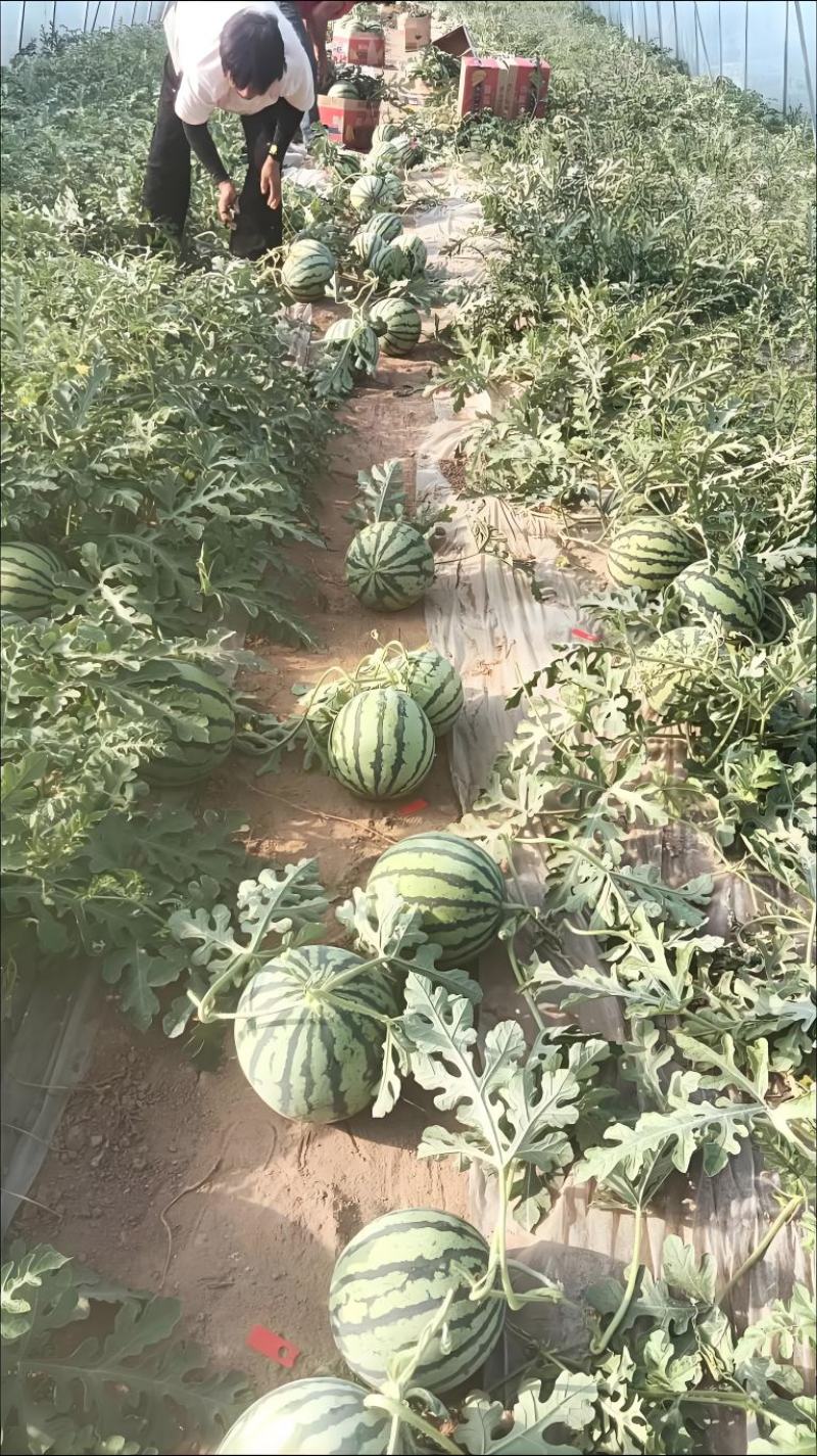 正宗西瓜随时有货