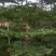 小叶榄仁原生苗1-8分，一手货源，基地直销，大量低价出售